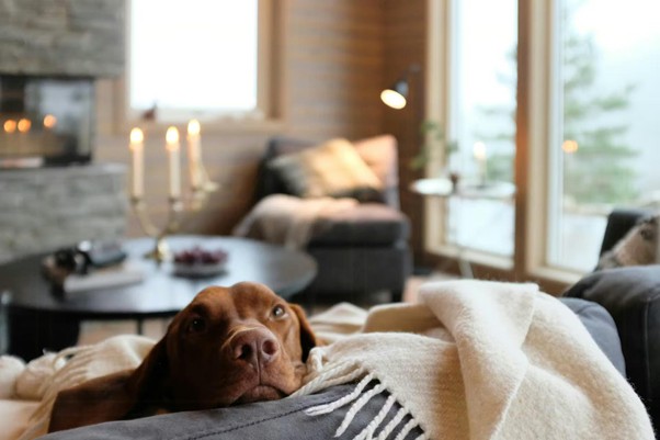 DÄNEMARK MIT HUND ENTDECKEN